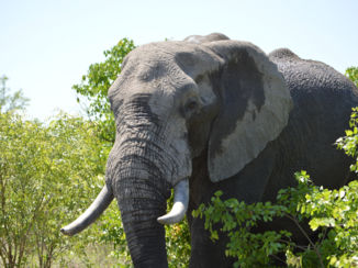 Krugerpark - Olifant Krugerpark