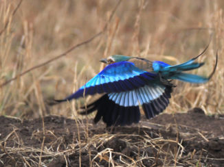 Mpumalanga - lilac breasted roller in flight