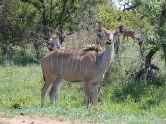 Krugerpark - een van de vele dierenin het Krugerpark