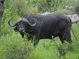 Krugerpark - Eén van de big five