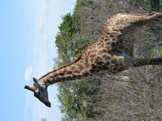 Krugerpark - een giraf in het park