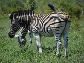 Krugerpark - een zebra in het park