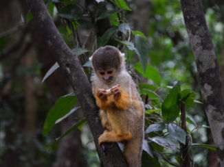 Zuid-Afrika - Little Monkey