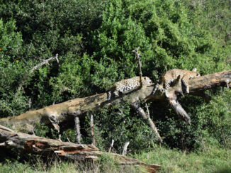 Zuid-Afrika - Nature