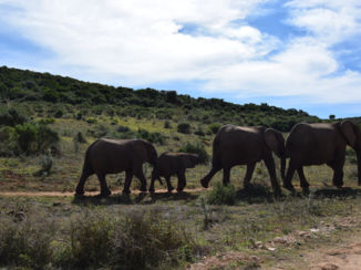 Zuid-Afrika - Elephants