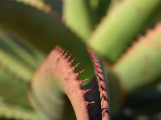 Zuid-Afrika - Agave