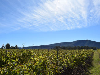 Zuid-Afrika - Wine estate