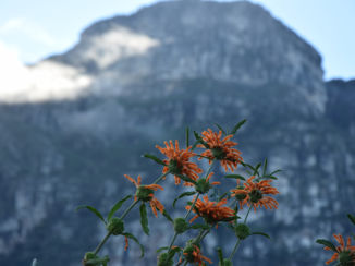 Zuid-Afrika - Flowers
