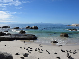 Zuid-Afrika - Penguins