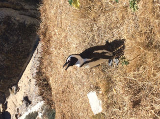 Boulders Beach - Pinguïn