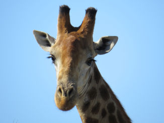 Rondreis van Johannesburg naar Kaapstad