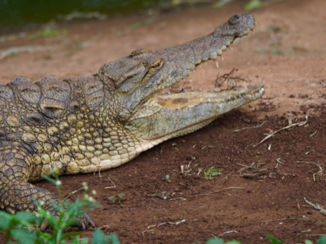 Zuid-Afrika - Big smile!