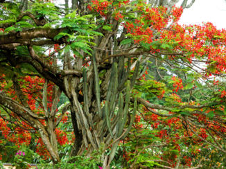 Zuid-Afrika - Mooi rood!