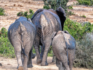 Zuid-Afrika - Kontjes!