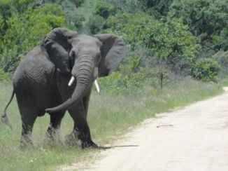 Krugerpark - Bijna op de weg!