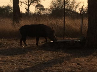 Zuid-Afrika - Krugerpark