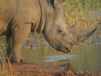 Zuid-Afrika - Dorstige zwarte neushoorn.