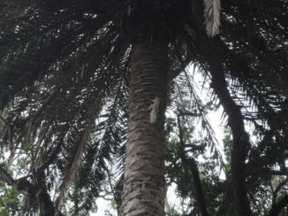 Zuid-Afrika - Albino eekhoorn op boomstam in Kaapstad