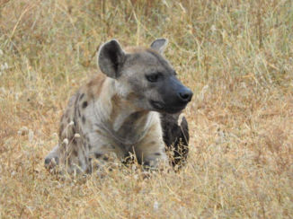 Zuid-Afrika - Hyena