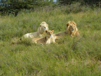 Zuid-Afrika - Groepje witte leeuwen