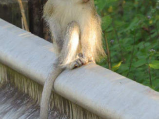 Zuid-Afrika - Long tail