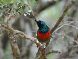 Rondreis Zuid-Afrika in drie weken - alle kleuren van de regenboog!