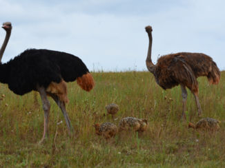 Rondreis Zuid-Afrika in drie weken - Papa,Mama en de kinderen