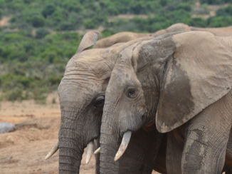 Rondreis Zuid-Afrika in drie weken - één woord, GEWELDIG!