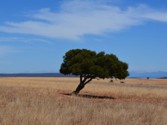 Rondreis Zuid-Afrika in drie weken
