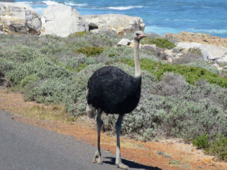 Zuid-Afrika - Natuurpark Kaapstad de Goede Hoop