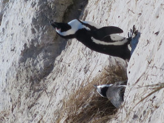 Zuid-Afrika - Bolders beach