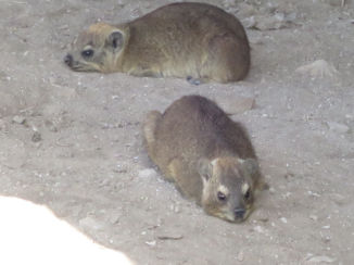 Zuid-Afrika - Dassies bij Mosselbaai