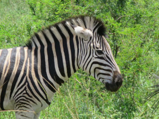 Zuid-Afrika - Hluwhluwe