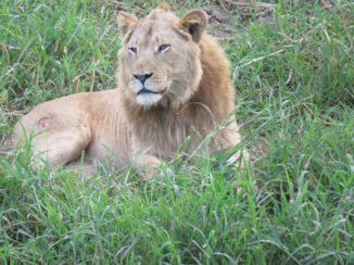 Zuid-Afrika - mannetjes leeuw