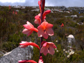 Zuid-Afrika - Tafelberg