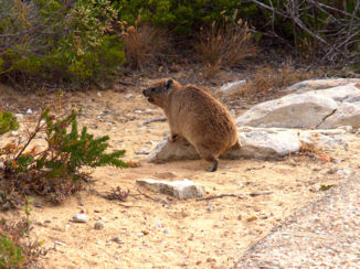 Zuid-Afrika - Klipdas of Dassie