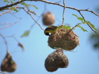 Zuid-Afrika - Wevervogel Heidelberg