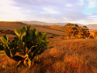 Zuid-Afrika - Skeiding