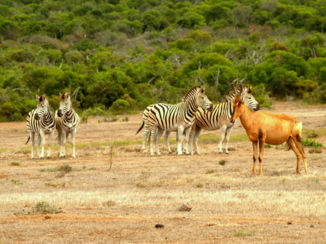 Zuid-Afrika - Addo Elephant wildpark