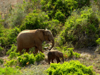 Zuid-Afrika - Schotia safaris private game reserve