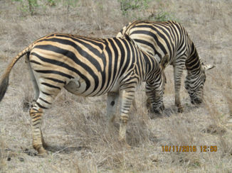 Rondreis Zuid-Afrika in drie weken - Krugerpark