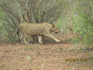Rondreis Zuid-Afrika in drie weken - Krugerpark