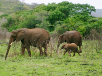 Rondreis Zuid-Afrika in drie weken - Krugerpark