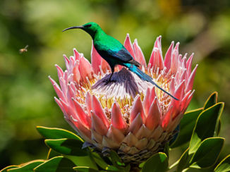 Zuid-Afrika - Kirstenbos ,met prachtige bloemen en vogels