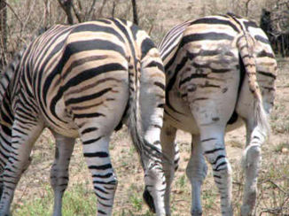 Zuid-Afrika - Addo ,Olifanten park