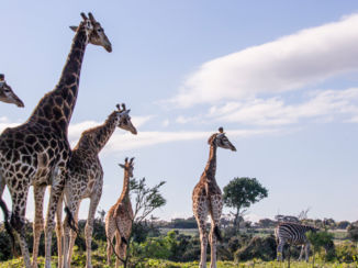 Zuid-Afrika - Kragga Gamma Park Port Elizabeth