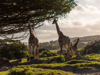 Zuid-Afrika - Kragga Gamma Park Port Elizabeth