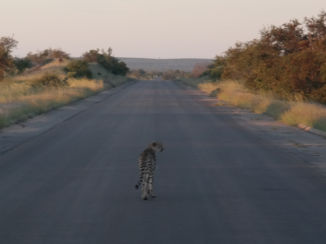 Zuid-Afrika - In het Kruger Park