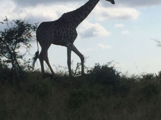 Rondreis Zuid-Afrika in twee weken - Krugerpark
