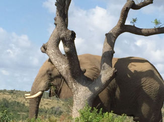 Rondreis Zuid-Afrika in twee weken - Krugerpark